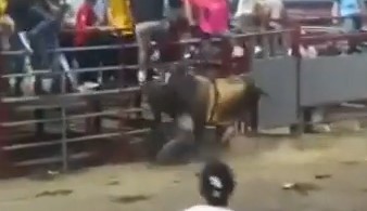 Pria tertanduk di bagian kepala ketika pertunjukan banteng